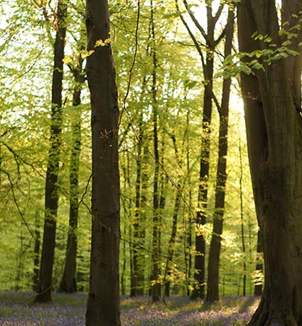 Sustainable forest